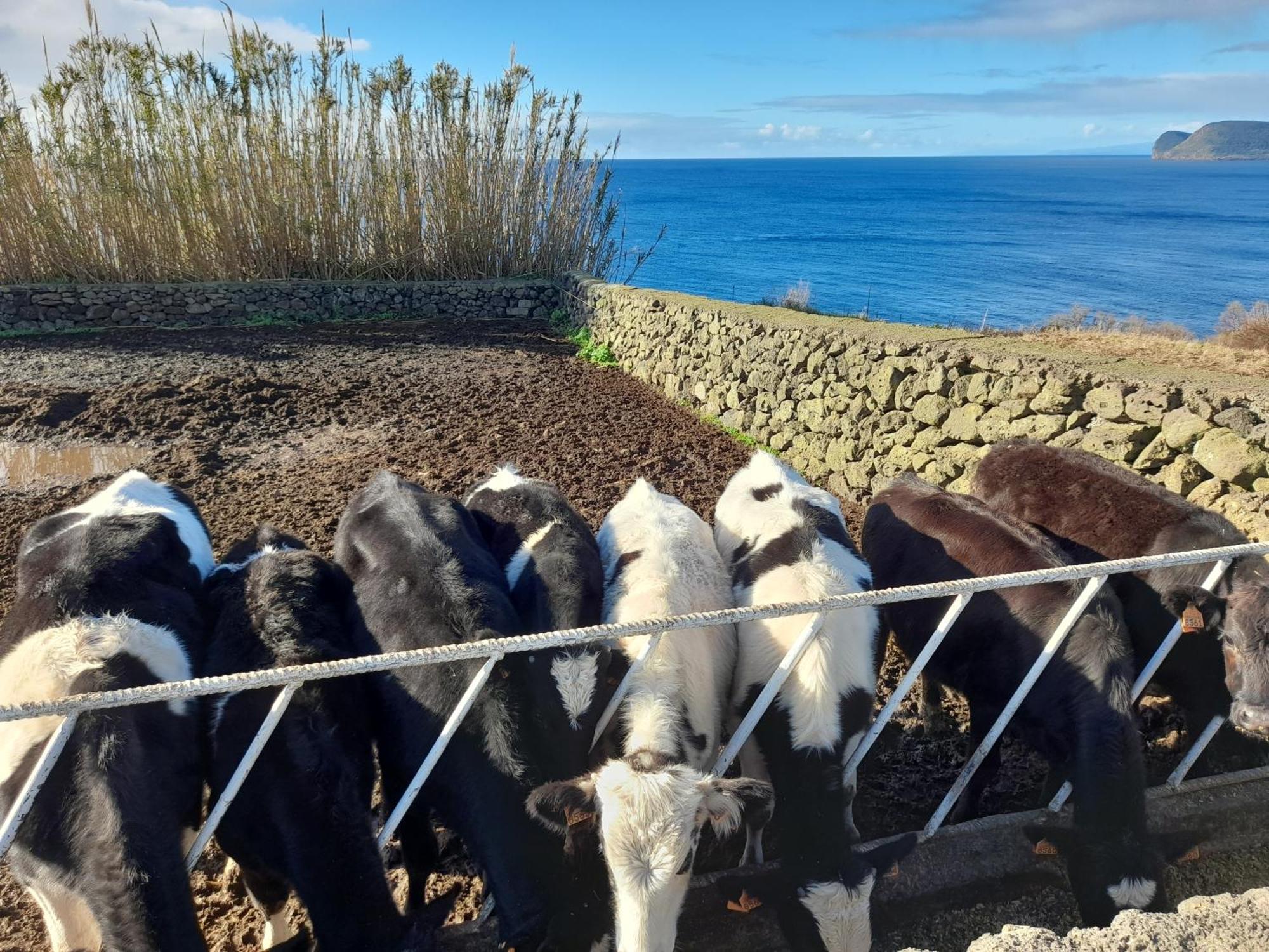 Vila Casa Da Avo Couta Angra do Heroísmo Exteriér fotografie